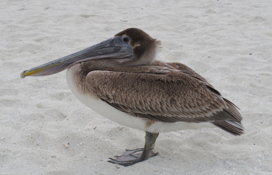 A friendly pelican in Cuba. I hope it makes you smile too.